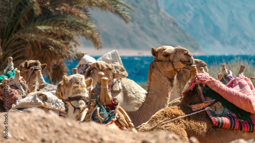 landscape with a caravan lying camels in Egypt Dahab