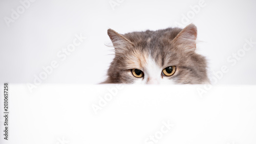 silver tabby cat peeks out from behind a white wall