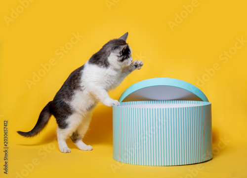 Принти на полотні gray-and-white kitten climbing into a striped round cardboard hatbox of turquois