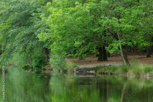 The forest during the beautiful spring season.