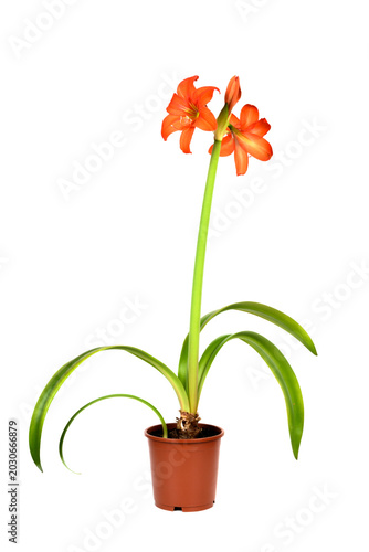 beautiful hippeastrum flower in a pot isolated on a white background