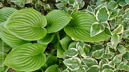 Foto Lush green hosta leaves and variegated plants in natural setting