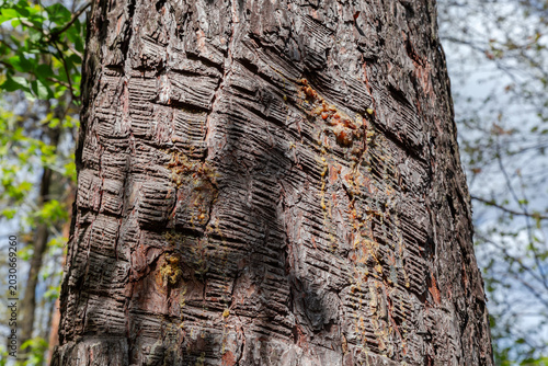 Foto Oblique gashes on old pine trunk for oleo-resin harvesting