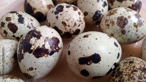 Billede på lærred Group of fresh raw quail eggs with characteristic brown spots pattern