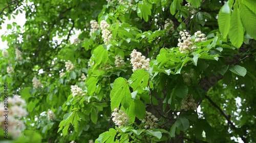 Close-up of blooming horse chestnut tree crown with white flowers and fresh green leaves in high-quality static spring nature footage