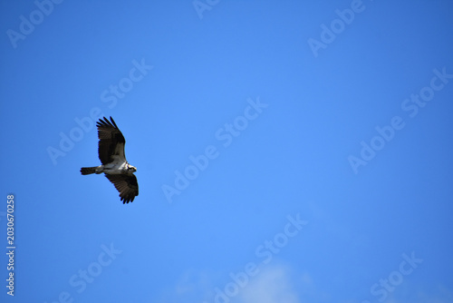 Wings on a Rare Osprey Bird Extended in Flight