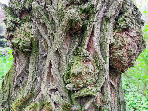 Foto Black locust tree trunk with rough bark and numerous outgrowth