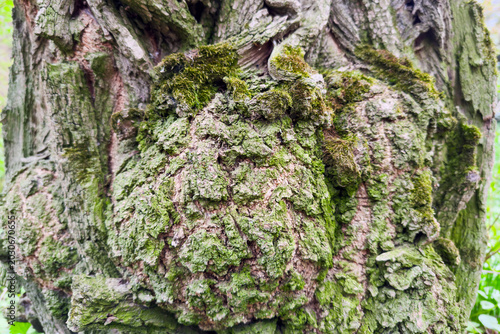 Foto Black locust tree trunk with big outgrowth close-up