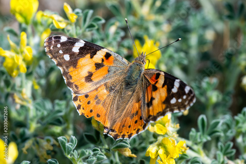a painted lady butterfly with vibrant orange and black patterned wings rests on small yellow wildflowers 