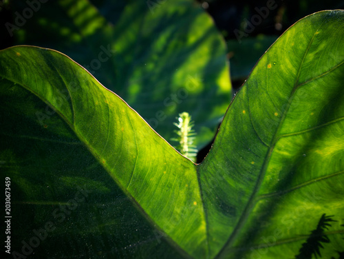 Fotografía The leaves of the taro plant (Colocasia esculenta) are rich in benefits, and some Indonesians consume these leaves as a vegetable