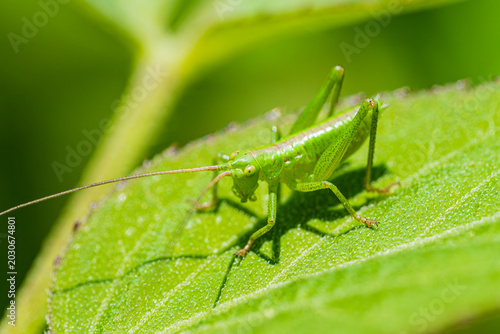Quadro su tela 葉の上にいるヤブキリの幼虫 接写写真 / Close-up of Bush Cricket Nymph on Green Leaf