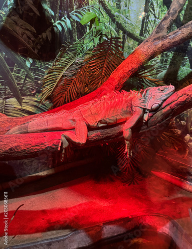 A red iguana rests on a branch in a lush, tropical environment. The scene features vibrant green foliage and a warm red light illuminating the iguana.