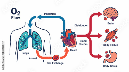 Diagram illustrating oxygen flow in the human body, from lung inhalation and gas exchange to heart distribution via the bloodstream, supplying vital O2 to brain and tissues