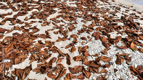 Fotografie Dried brown leaves scattered across the creamy/white sand
