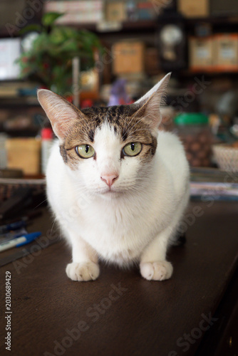 Fluffy Short Leg Cat Sitting On Office Desk Indoors, 
Cute Short Haired Domestic Cat On Wooden Work Table, 
Adorable House Cat Looking At Camera In Cozy Workspace