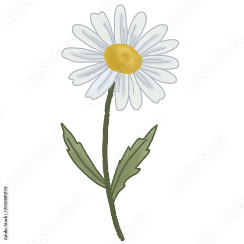 camomile on white background