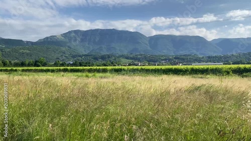 campo di grano