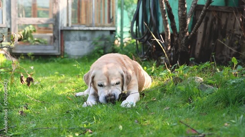 Yellow labrador dog enjoying playtime outdoors, eagerly chewing on a stick in lush green grass, portraying pet happiness and recreation in a backyard environment
