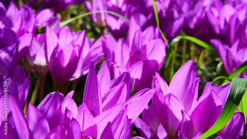 Blooming pink siam tulip flowers fill the field, creating a breathtaking natural landscape illuminated by warm sunlight, showcasing vibrant colors and delicate petals in harmony