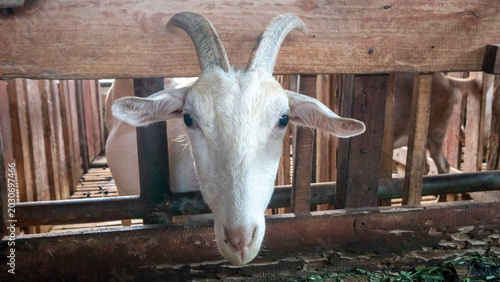 Fotografía Boer goats in a pen on a farm