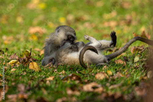 Quadro em tela Two young vervet monkeys (Chlorocebus pygerythrus) wrestling, biting and playing