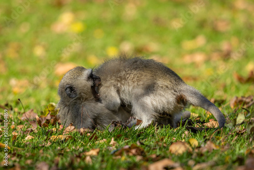 Bild auf Leinwand Two young vervet monkeys (Chlorocebus pygerythrus) wrestling, biting and playing