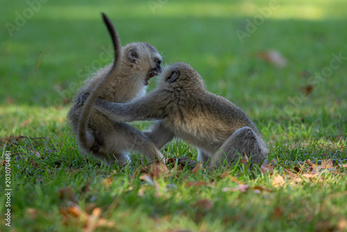 Foto Two young vervet monkeys (Chlorocebus pygerythrus) wrestling, biting and playing
