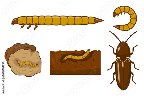 Obraz na płótnie Click beetle life cycle showing wireworm larva, pupa and adult beetle with soil habitat illustration, complete metamorphosis educational vector diagram on white background