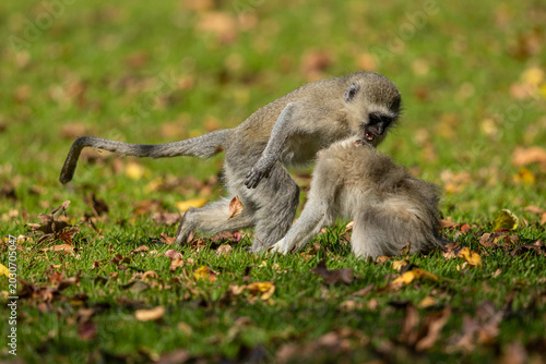 Schilderij op canvas Two young vervet monkeys (Chlorocebus pygerythrus) wrestling, biting and playing
