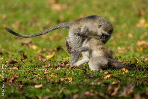 Bilde på lerret Two young vervet monkeys (Chlorocebus pygerythrus) wrestling, biting and playing
