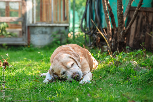 Φωτογραφία Yellow labrador dog enjoying playtime outdoors, eagerly chewing on a stick in lu