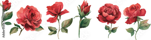 red roses flowers on white background