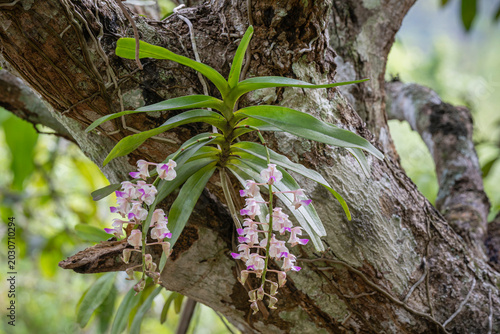Closeup view of tropical epiphytic orchid species aerides falcata clusters of white and purple pink flowers blooming outdoors on tree