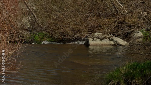 Small river stream moving calmly through a natural environment