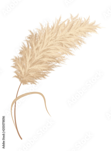 Εκτύπωση καμβά Pampas grass branches