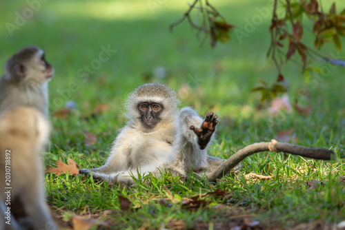 Canvas Print A vervet monkey (Chlorocebus pygerythrus) lying on its back and looking back at