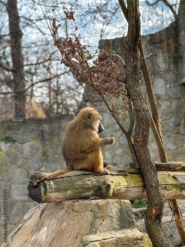 Photography monkey on a tree