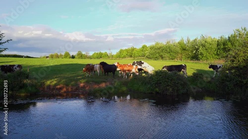 Frisky cows by the canal