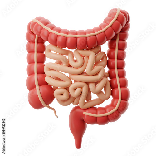 3D render of the human large and small intestine anatomy