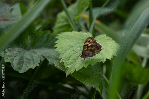 Foto Detailed macro shot of a brown skipper butterfly resting on a green leaf