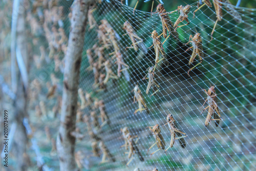 Bilde på lerret Migratory locusts attacked the urban area of Waingapu, East Sumba, in June 2017