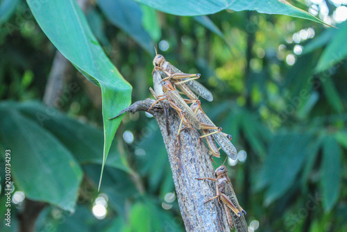 Obraz na plátne Migratory locusts attacked the urban area of Waingapu, East Sumba, in June 2017