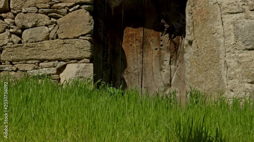 Rustic stone wall and aged wooden door entrance blending with vibrant green g...