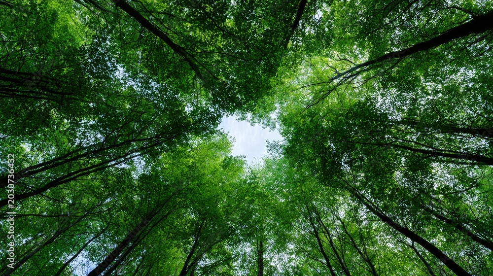 Fototapeta premium Looking up through a dense forest canopy at a bright sky