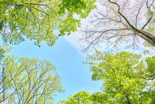 青空を見上げる様々な樹木の新緑と美しい林冠 Looking up at the fresh green canopy of various trees against the blue sky