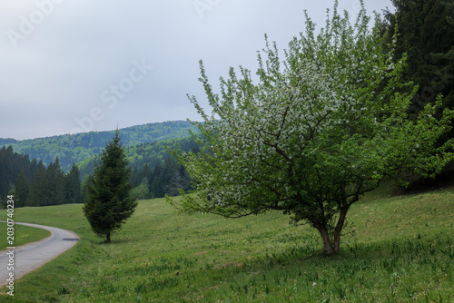 Obraz na płótnie Wide angle landscape of a blooming apple tree on a green hillside meadow next to