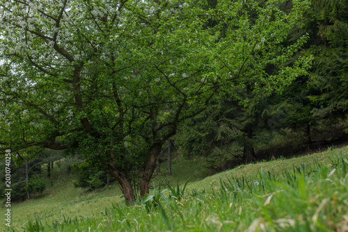 Vászonkép Low angle view of a blooming apple tree on a lush green hillside meadow with a d