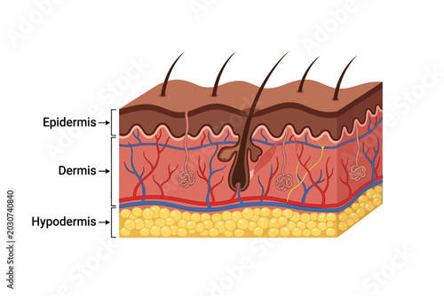 Tableau sur toile Human skin anatomy layers cross section diagram with labels
