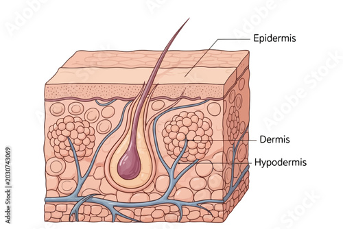 Foto Human skin anatomy cross section diagram with labeled layers