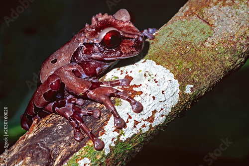 Canvas Print crowned treefrog, Triprion spinosus, on a tree limb